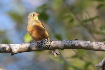 Ortolan Bunting is beautifully singing bird