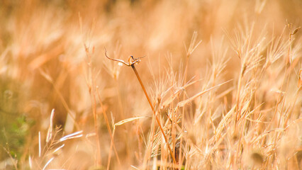 Fototapeta premium Dry spikes and grass in early summer