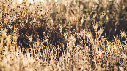 Obraz premium Dry spikes and grass in early summer