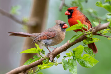 Northern Cardinal Pair Perched in Mulberry Tree in Early Spring in Louisiana