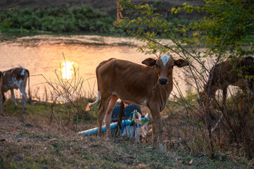 Brown beef cattle eating straw on riverside in evening