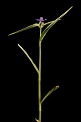 Garden Spiderwort (Tradescantia x andersoniana). Habit