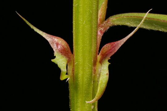 Narrow-Leaved Vetch (Vicia angustifolia). Stipules Closeup