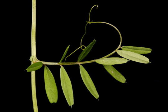 Narrow-Leaved Vetch (Vicia angustifolia). Leaf Closeup
