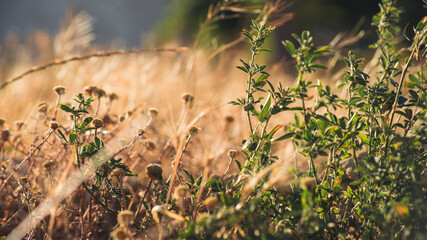 Dry spikes and grass in early summer