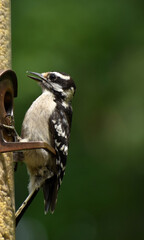 Female Downy Woodpecker on feeder