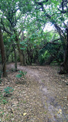 path in the woods