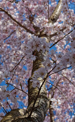 Looking up the trunk of a small cherry blossom tree in full bloom under a blue sky