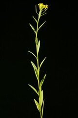 Treacle-Mustard (Erysimum cheiranthoides). Habit