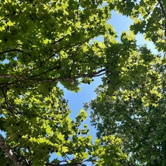 Vibrant green oak trees tops