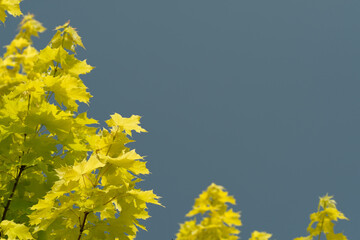 Yellow maple leaves lit by the sun against a dark gray cloudy sky. Spring. Garden. Poland.