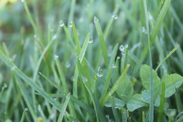 Роса на траве