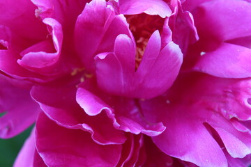 Пион. Макро