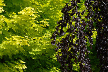 Red beech illuminated by the sun against a background of green and yellow leaves. Spring. Garden....