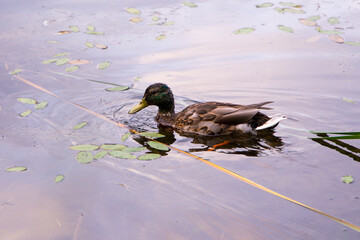 Side view of Mallard drake moulting its nuptial feathers while floating in a lake in early summer, Quebec City, Quebec, Canada