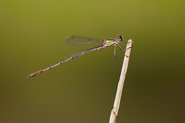 Beautiful detail of Lestes sponsa dragonfly - 361367796