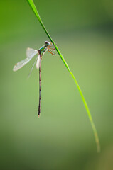 Beautiful detail of Lestes sponsa dragonfly - 361367920
