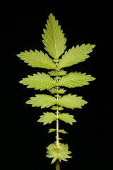 Fototapeta premium Agrimony (Agrimonia eupatoria). Leaf Closeup