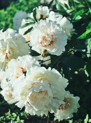 bouquet of white roses