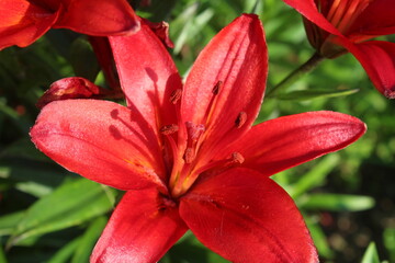 Лилия. Макро