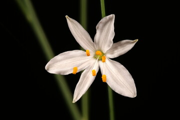 Branched St. Bernard's-Lily (Anthericum ramosum). Flower Closeup