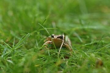 Frosch auf der Wiese