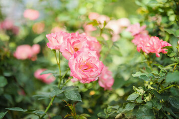 Fototapeta premium Beautiful pink roses flower in the garden