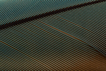 Obraz premium Beautiful Bright Blue and Yellow Parrot Feather Close up Detail Texture. Abstract Pattern Background