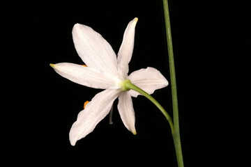 Branched St. Bernard's-Lily (Anthericum ramosum). Flower Closeup