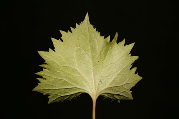 Narrow-Headed Leopard Plant (Ligularia stenocephala). Leaf Closeup