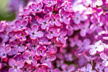 Beautiful spring purple lilac.
