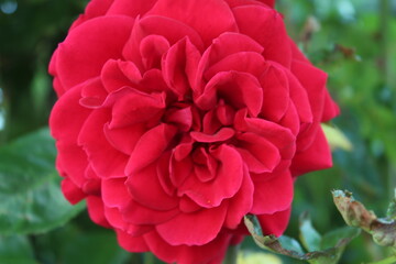 Роза. Крупным планом