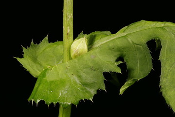 Cabbage Thistle (Cirsium oleraceum). Young Capitulum Closeup