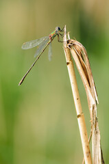Beautiful detail of Lestes sponsa dragonfly - 361368573