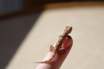 tiny lizard