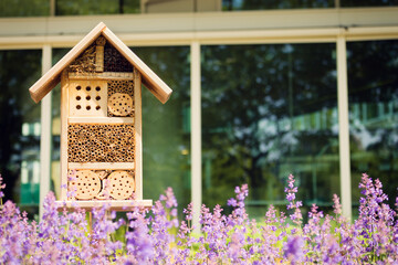 Bee and insect hotel in a city enviroment, glass building in the background and lavender flowers in...