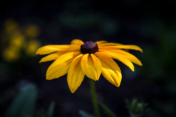 yellow flower