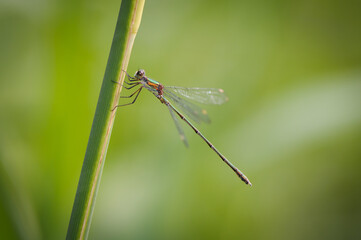 Beautiful detail of Lestes sponsa dragonfly - 361369197