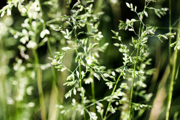 Deschampsia cespitosa, tufted hairgrass or tussock field wild grass movement under the wind in sunlight countryside meadow.