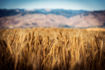 golden wheat field © Jeffrey
