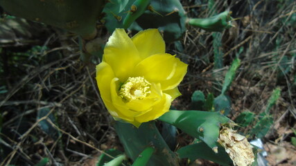 yellow tulips in the garden