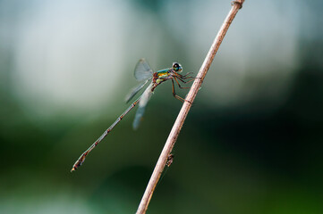 Beautiful detail of Lestes sponsa dragonfly - 361369749