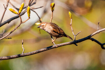 Bird on a branch