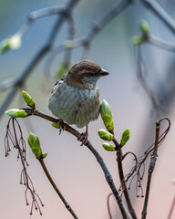 Bird on a branch
