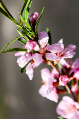 Wild pink fragile almond tree blossom blooming in spring. Beautiful tender flower on sunny day.