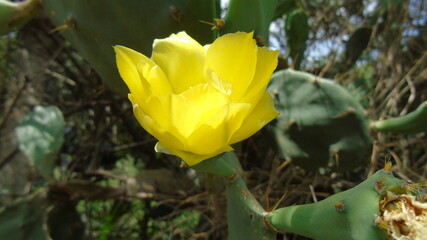 yellow tulip in the garden