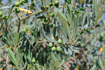 green olive on the brush