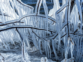 An ice storm covers tree branches with thick ice and icicles along a lakeshore.