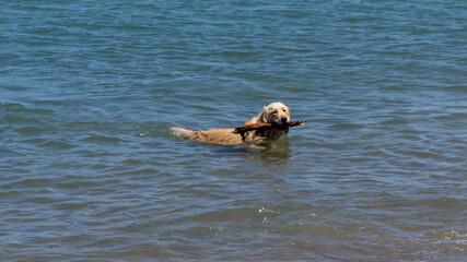 Obraz premium Golden retriever playing fetch in the sea on a summer day