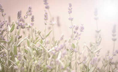 Lavendel Bokeh Hintergrund Licht Sonne high key